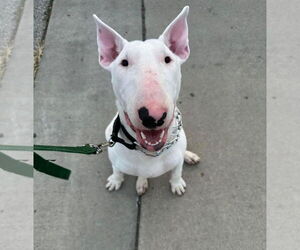 Bull Terrier Dogs for adoption in Columbus, IN, USA