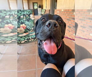 Mutt Dogs for adoption in Goodyear, AZ, USA