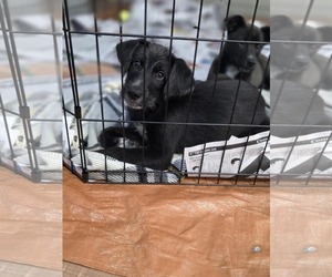 Poodle (Standard)-Unknown Mix Dogs for adoption in SHERBURNE, NY, USA