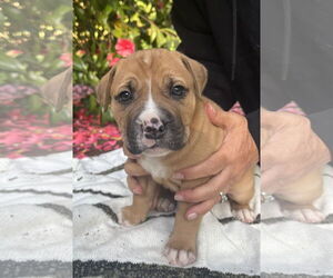 American Pit Bull Terrier-Unknown Mix Dogs for adoption in Bellevue, WA, USA