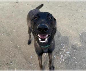 Mutt Dogs for adoption in Martinez, CA, USA