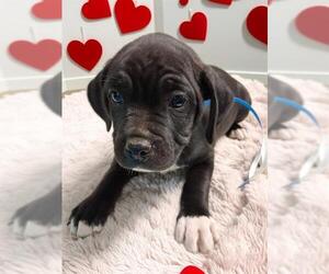 Mutt Dogs for adoption in Bakersfield, CA, USA