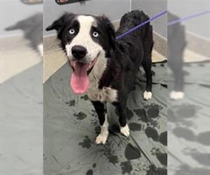 Border Collie-Unknown Mix Dogs for adoption in Las Vegas, NV, USA