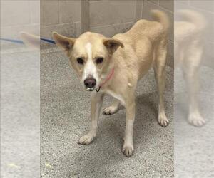 Akita-Unknown Mix Dogs for adoption in Conroe, TX, USA