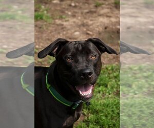 Labrador Retriever-Unknown Mix Dogs for adoption in New Boston, NH, USA