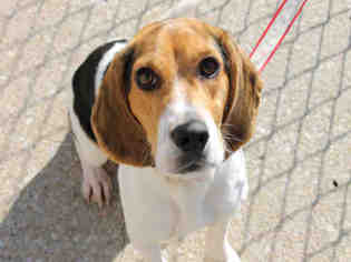 Beagle Dogs for adoption in Decatur, IL, USA