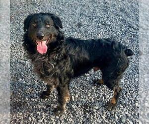 Australian Shepherd-Unknown Mix Dogs for adoption in Newton, NC, USA