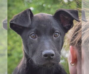 Chinese Shar-Pei-Unknown Mix Dogs for adoption in Huntley, IL, USA