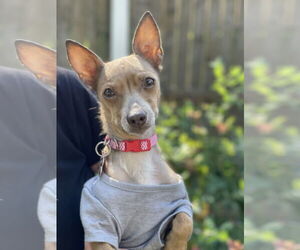 Chihuahua-Unknown Mix Dogs for adoption in Mount Laurel, NJ, USA