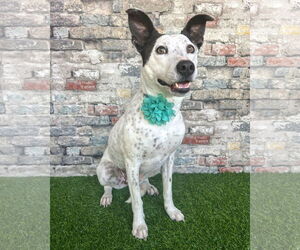 Mutt Dogs for adoption in Corona, CA, USA