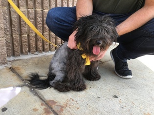 Shih-Poo Dogs for adoption in Fredericksburg, VA, USA