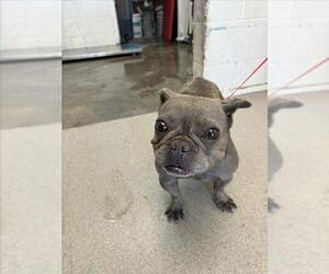 French Bulldog Dogs for adoption in San Bernardino, CA, USA