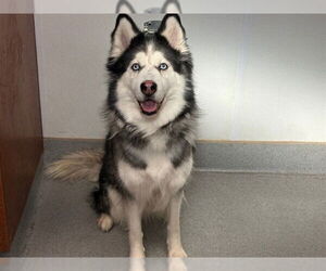 Siberian Husky Dogs for adoption in Rancho Cucamonga, CA, USA