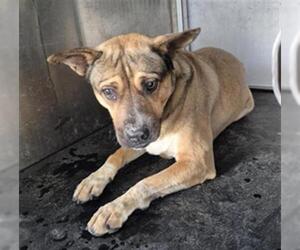 German Shepherd Dog-Unknown Mix Dogs for adoption in Texas City, TX, USA