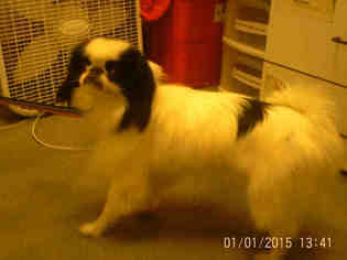 Japanese Chin Dogs for adoption in Forestville, MD, USA