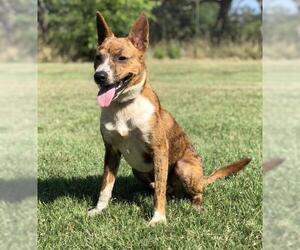 Basenji Dogs for adoption in PIPE CREEK, TX, USA