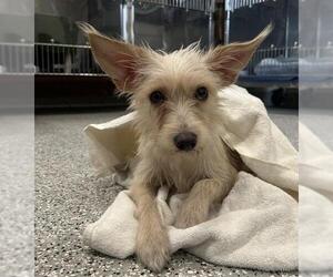 Mutt Dogs for adoption in Redlands, CA, USA