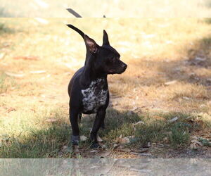 Chihuahua-Pointer Mix Dogs for adoption in El Centro, CA, USA