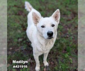 Siberian Husky-Unknown Mix Dogs for adoption in Conroe, TX, USA