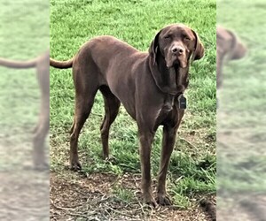 German Shorthaired Pointer Dogs for adoption in Rowayton, CT, USA
