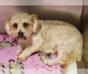 Poodle (Toy) Dogs for adoption in Amarillo, TX, USA