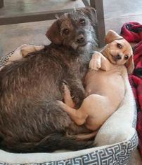 Mutt Dogs for adoption in Queen Creek, AZ, USA