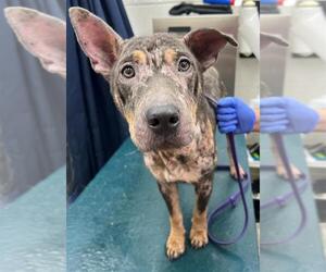 Mutt Dogs for adoption in Mobile, AL, USA