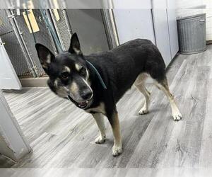 Siberian Husky-Unknown Mix Dogs for adoption in Grand Prairie, TX, USA