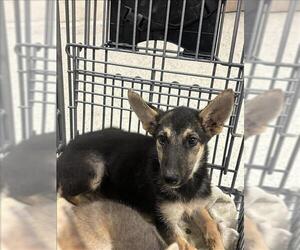 German Shepherd Dog-Unknown Mix Dogs for adoption in Conroe, TX, USA
