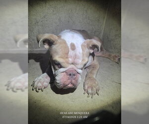 Bulldog-Unknown Mix Dogs for adoption in Orlando, FL, USA