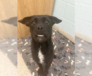 French Bulldog-Poodle (Miniature) Mix Dogs for adoption in Brighton, CO, USA