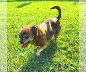 Frenchie Pug Dogs for adoption in Belleuve, NE, USA