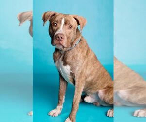 American Pit Bull Terrier-Unknown Mix Dogs for adoption in Armonk, NY, USA