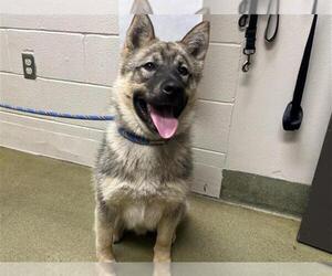 German Shepherd Dog-Unknown Mix Dogs for adoption in Moreno Valley, CA, USA