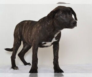 Catahoula Leopard Dog-Unknown Mix Dogs for adoption in Oroville, CA, USA