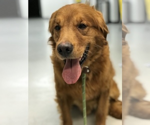 Golden Retriever Dogs for adoption in Zimmerman, MN, USA