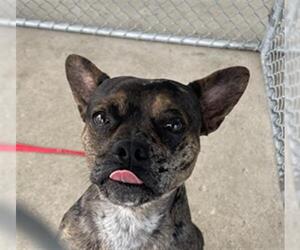 French Bulldog-Unknown Mix Dogs for adoption in Bakersfield, CA, USA