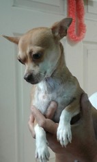 Chihuahua Dogs for adoption in CRESCENT CITY, FL, USA