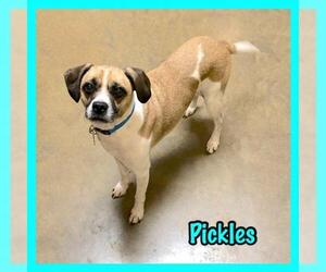 Pug-Unknown Mix Dogs for adoption in Jasper, IN, USA