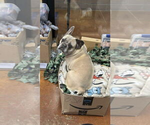 French Bulldog-Unknown Mix Dogs for adoption in Rockaway, NJ, USA