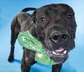 Presa Canario Dogs for adoption in Silver Spring, MD, USA