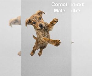 Mountain Cur-Plott Hound Mix Dogs for adoption in Jackson Township, NJ, USA