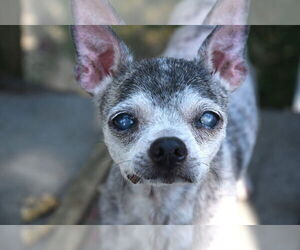 Chihuahua Dogs for adoption in Gulfport, MI, USA