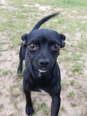 Chihuahua Dogs for adoption in Royse City , TX, USA