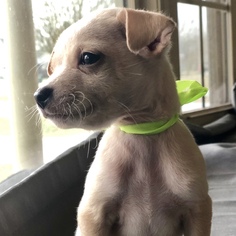 Chiweenie Dogs for adoption in Brownsboro, AL, USA