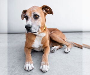 Boxer Dogs for adoption in Pasadena, CA, USA