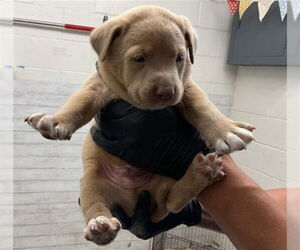 American Pit Bull Terrier Dogs for adoption in San Bernardino, CA, USA