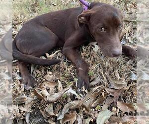 Labrador Retriever-Unknown Mix Dogs for adoption in San Antonio, TX, USA