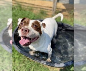 Bulldog Dogs for adoption in Maryville, TN, USA