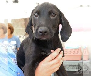Labrador Retriever-Retriever  Mix Dogs for adoption in Washington, DC, USA